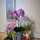 황산도 | 황산도 선착장 횟집촌 금강호