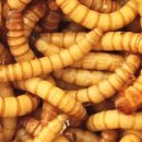 무안곤충농장 이미지