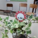 5월16일 행복나무(수경식물 심기) 이미지