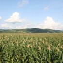 광동농장 이미지