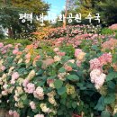 내리 | 평택 수국 실시간 방문 후기 / 내리문화공원 수국, 주차, 피크닉 추천