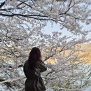 카페발랑솔 | [남양주/북한강 카페] 카페 발랑솔 내돈내산 후기｜벚꽃 시즌 더 가기 좋은 북한강뷰, 리버뷰 야외카페