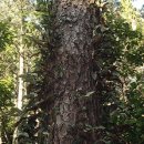 제지기오름 이미지