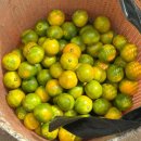 보신농장 | [무릉용농장] 고객후기 그리고 택배마감 얼마남지 않았어요 🍊💛