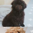 살랑살랑 펫미용 이미지