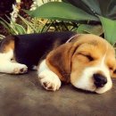 악동강아지 이미지