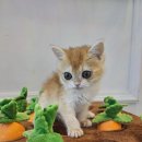 도그마루 강아지고양이 대전점 이미지