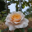 2025년 10월 19일 일요일 출석부 이미지