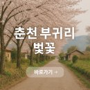 부귀초등학교 | 2025 춘천 부귀리 벚꽃길 축제 개화시기 주차 사진스팟 총정리