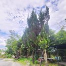 한상근대통밥집 | 담양 죽녹원 주변 현지인 맛집 한상근대통밥집 솔직 후기