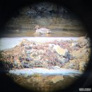 42 | 니콘쌍안경PROSTAFFP38X42 후기, 조류탐조 공연관람 쌍안경추천 이유