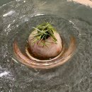 순채네집 | 「스시아라타」 여의도 스시 오마카세 추천・디너 오마카세 후기