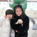 대구강아지분양 테디럽 이미지