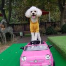 포포애견펜션 이미지