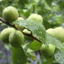 두루봉농원 이미지