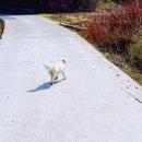 장고도둘레길 이미지