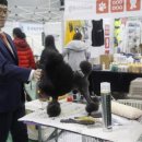 프로펫애견미용학원