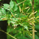 물푸레나무