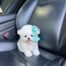 앨리스코리아켄넬 이미지