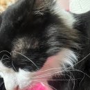 고양이발 | 강아지 발사탕 , 고양이 상처에는 호호연고 만족후기