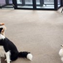 뽀뽀뽀하개 이미지