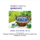 영농조합법인 베리줌마 | 블루베리 명가, '영농조합법인베리줌마' 유기농블루베리로 건강을 선물하세요!