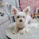 리틀댕댕 이미지