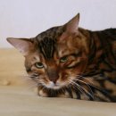 미파캐터리 이미지