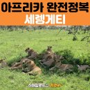 빅 5 만난 세렝게티 사파리 게임 드라이브 후기｜탄자니아 아프리카 여행