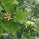 롯데케미칼사택(구 호남석유사택) 이미지