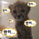 피크어스