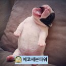 강아지배가 붓는이유 이미지