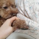 쌍군그루밍 이미지