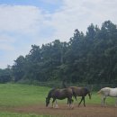 인화목장 이미지