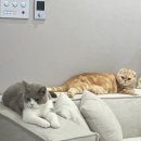 고양이 자리 | 부산소파 추천 고양이 키우는 집도 안심! 스크래치 방지 맞춤 소파 후기
