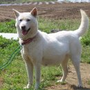 진도개천국 이미지