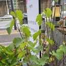 포도마루농원