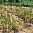 대로농장 이미지