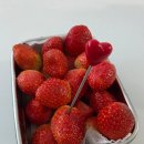 180031 | 쿠팡 설향 딸기, 귀여운 하트 디저트 포크 내돈내산 후기