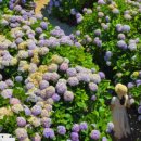 실론제주 이미지