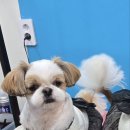 슈블리펫살롱 이미지