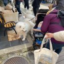 댕댕이버스 | [청주&gt;&gt;나고야] 나고야 1일투어 | 11월 시라카와고 &amp; 히다 다카야마 1일 버스투어 후기🍁