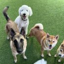 위드온 반려견 교육센터 이미지