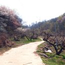 복사꽃마을 이미지