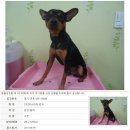 멍이사랑 이미지