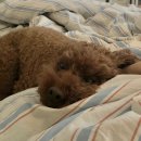 석촌호수동물병원 이미지