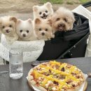 참좋은애견 | 배곧 데이트 식당 메가톤 피자펍, 분위기좋은 야장 애견동반 후기