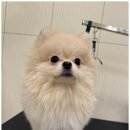 일산애견호텔 강아지 유치원 미용 맘바이 일산점 이미지