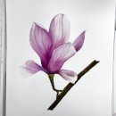 (특강)수채화 캘리그라피(야간) | 양산 직장인 성인수채화 매화꽃그리기 출강후기