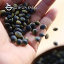 선비농장 | 2024년 국산 선비콩 1kg, 두부 3모 만들어도 고소함 그대로 유지되는 정승콩